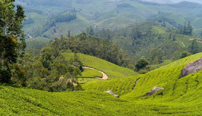 Munnar tea estates Kerala